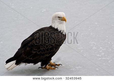Aquila sul fiume Chugach ghiaccio, Alaska