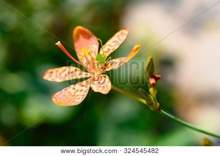 A Little Green Insect On A Rhizoma Belamcandae Flower