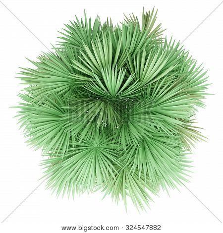 Sabal Palm Tree Isolated On White Background. Top View. 3d Illustration