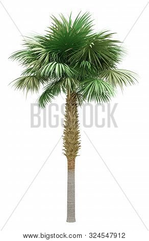 Sabal Palm Tree Isolated On White Background. 3d Illustration