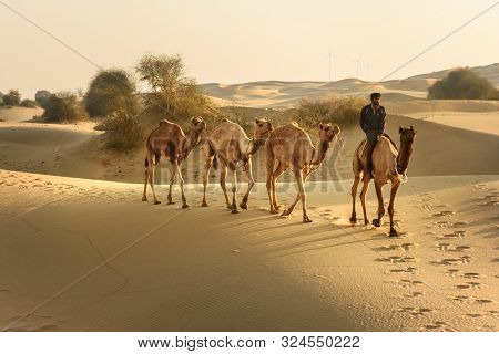 Jaisalmer, India - February 15, 2019: Indian Cameleer With Camels In Thar Desert