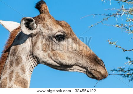 An Extreme Closeup Of An Angolan Giraffe - Giraffa Giraffa Angolensis- Head. Etosha National Park, N