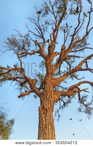 Tree With Corws On The Bank Of Gadisar Lake On Sunset. Jaisalmer. Rajasthan. India