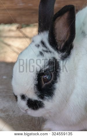 A Close Up View Of A White Rabbit With Black Markings On Its Face And Ears