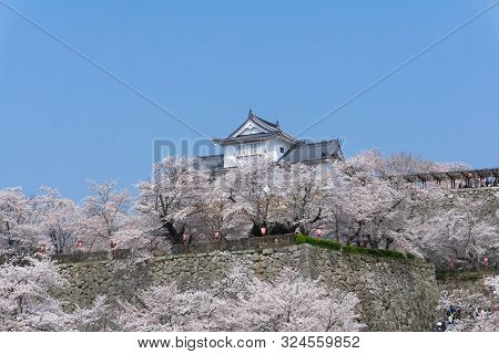 Tsuyama Castle With Sakura Blooming Season