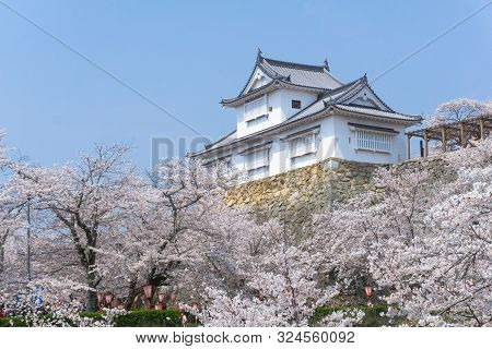Tsuyama Castle With Sakura Blooming Season
