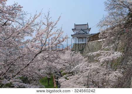 Tsuyama Castle With Sakura Blooming Season