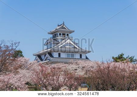 Nagahama Castle With Sakura Blooming Season