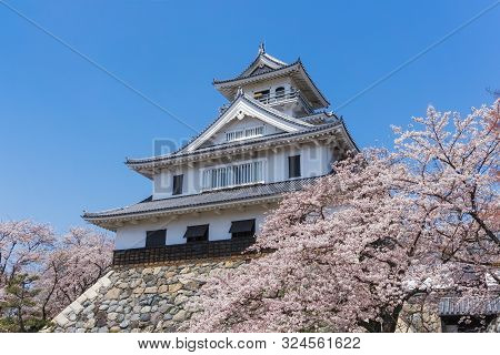 Nagahama Castle With Sakura Blooming Season