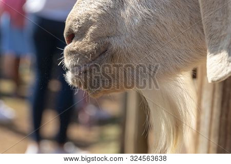 A Close Up View Of A Billy Goats Mouth