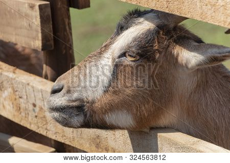 A Close Up View Of A Goat Looking Thought The Gaps In A Wooden Fence