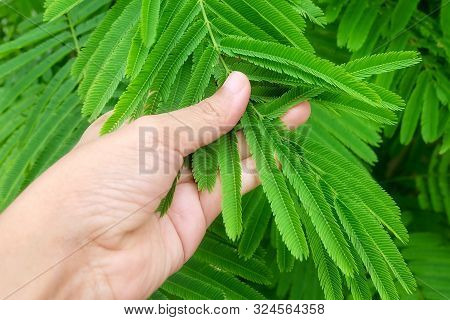Vegetable And Herb, Gardener Hand Holding Fresh Acacia Pennata Or Climbing Wattle Leaves For Taking 
