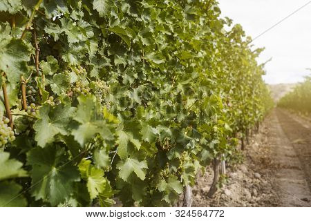 Beautiful Landscape With The Autumn Vineyard Orchard.