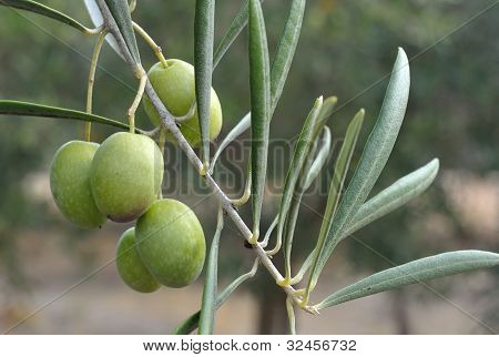 Olive Branch