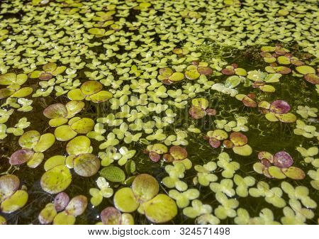Low Angle Shot Of A Water Surface With Lots Of Swimming Aquatic Plants In Sunny Ambiance