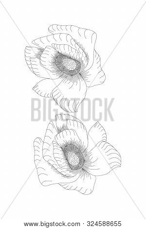 Flowers, Matthiola Line Expand Icon On White Background
