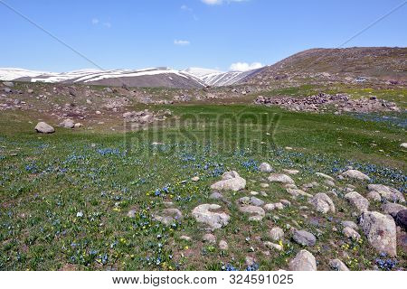 Bloom Of Wild Blue Hyacinths Near The Ruins Of Amberd Fortress In Spring In Armenia