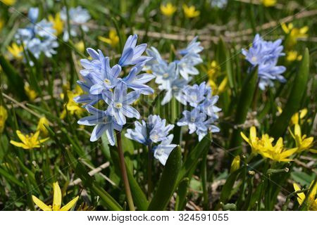 Bloom Of Wild Blue Hyacinths Near The Ruins Of Amberd Fortress In Spring In Armenia