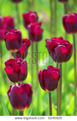 Violet tulipaner