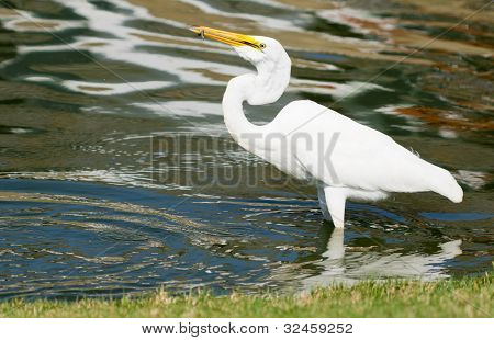 Great White Egret