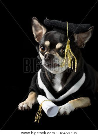 Graduation Dog
