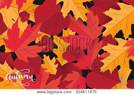Hello Autumn Hand Draw. Template Holiday Banner, Thanksgiving Poster With Red Mapleleaf. Vector Illu