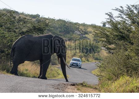 Hluhluwe, South Africa - May 2019: A Car Waits As An African Elephant Crosses The Road.