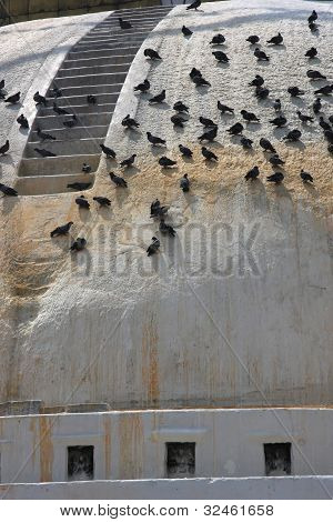 Boudanath stúpa a pidgeons