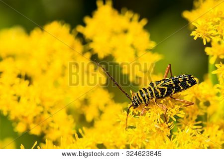 A Locust Borer Beetle Feeding On Golden Rod In New England.