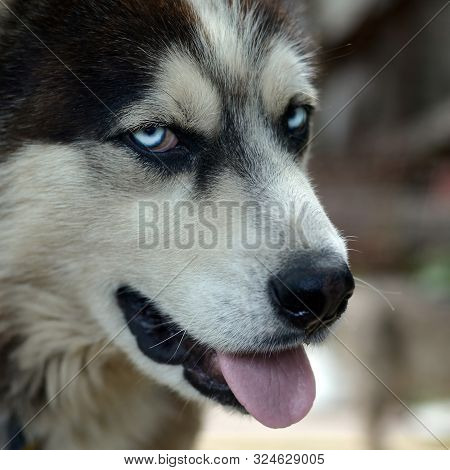 Arctic Malamute With Blue Eyes Muzzle Portrait Close Up. This Is A Fairly Large Dog Native Type