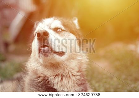 Arctic Malamute With Blue Eyes Muzzle Portrait Close Up. This Is A Fairly Large Dog Native Type