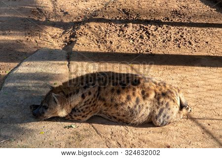 Pregnant Hyena Sleeping On Sunny Enclosure. Animal Welfare In Zoo. African Predator Or Scavenger Ani