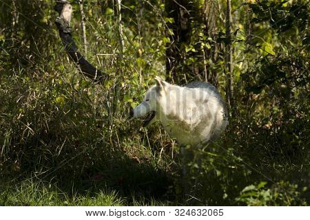 Grey Wolf, Timber Wolf,canis Lupus .  Wild White Timber Wolf. Scene From Natural Wildlife Environmen