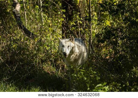 Grey Wolf, Timber Wolf,canis Lupus .  Wild White Timber Wolf. Scene From Natural Wildlife Environmen