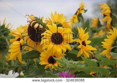 Sunflowers Along A Farmland To Attrack Bees To Come In The Netherlands