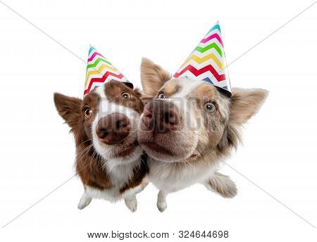 Two Funny Dog In A Festive Cap. Border Collie On A White Background In Studio