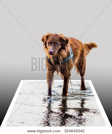 Happy Brown Dog Standing On The Beach Cut Our For Special Affect Style With Gradient Background