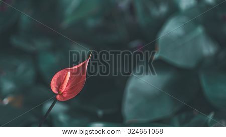 Abstract Tropical Beautiful Flower And Green Leaves Summer Background. Pink Anthurium Flowes ( Tailf