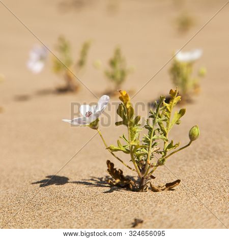Flower Flowering On Cerro Blanco Sand Dune, The Highest Dunes On The World, Located Near Nasca Or Na