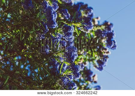 Blue Pacific 