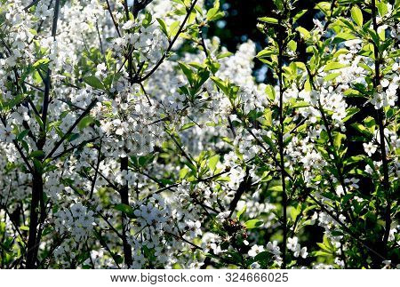 Blooming Cherry Tree In The Garden. Cherry Flowers Close Up.
A Bouquet Flowers. Floral Collage. Flow