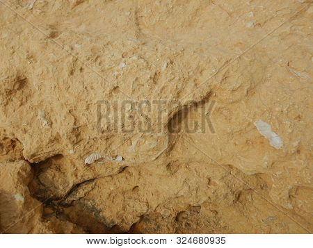 Fossilized White Remains Of Clam Or Shell Embedded In Brown Stone.