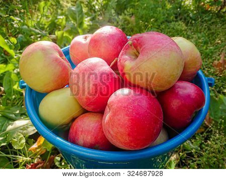 Ripe Red Apples In A Blue Plastic Bucket. Autumn Harvest In The Country.