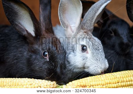 Gray And Black Bunny Rabbits Eating Ear Of Corn, Close Up