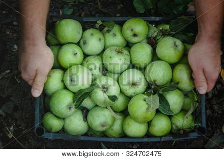 Mens Hands Hold A Box With Green Simirenka Apples. Pick And Pick Apples. Concept, Autumn Harvesting 