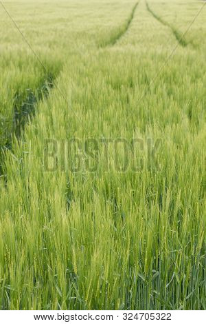 Big Grainfields In The Middle Of The German Countryside
