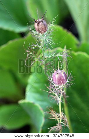 Two Black Cumin Or Nigella Sativa Or Black Caraway Or Nigella Or Roman Coriander Or Kalojeere Or Kal