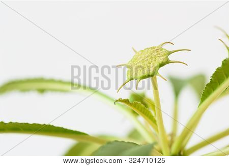 Close-up View Of Beautiful Dorstenia Cactus Flower