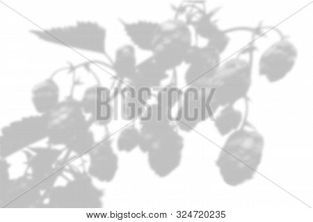 The Shadow Of The Plant On The White Wall. Black And White Summer Background For Photo Overlay Or Mo