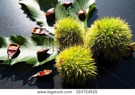 The Fruits Of The Prickly Chestnut Are Ripe In Autumn